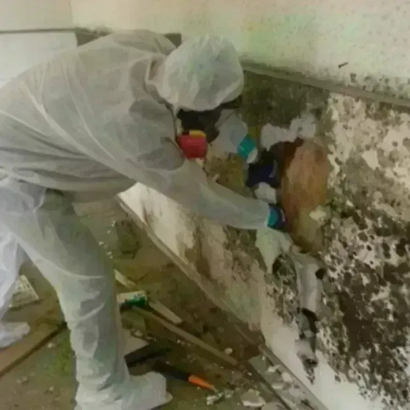 Mold Remediation and Removal in Copeland, OK